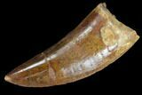 Serrated, Carcharodontosaurus Tooth - Nice Enamel #99302-1